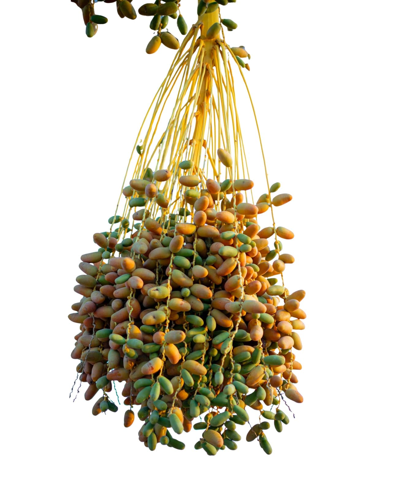 Fresh Deglet Nour Branch